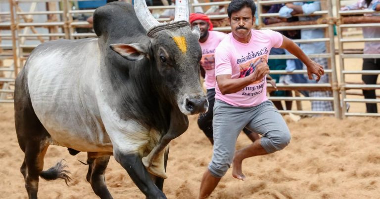 கருப்பு பல்சர் படத்துக்காக கெத்து தினேஷ் ஜல்லிக்கட்டில் உண்மையாகவே மாடுகளைப் பிடித்தார்! -பெருமிதப்படும் இயக்குநர்  முரளி கிரிஷ்